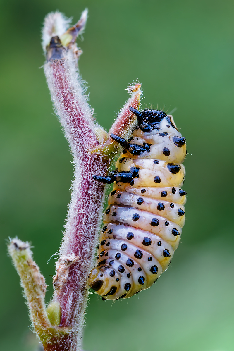 DN4A6036_DxO_DxO Kopieklein.jpg