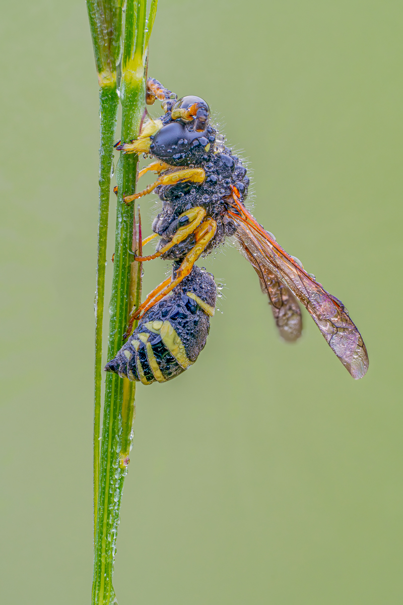 Odynerus spinipes l.jpg