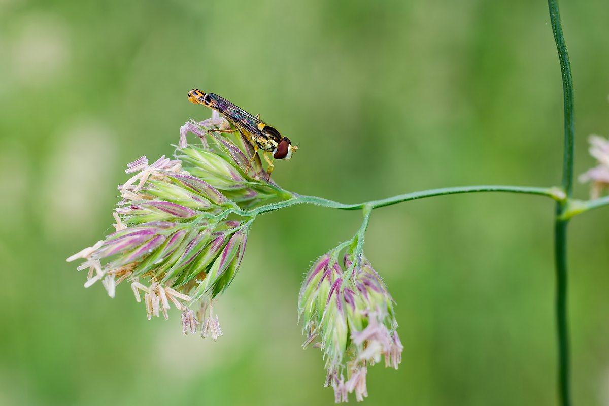 DN4A6183_DxO_DxOklein.jpg