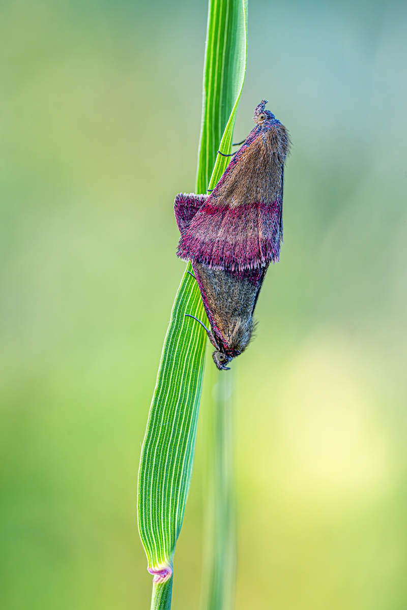 Kreuzblumen Bunteulchen.jpg