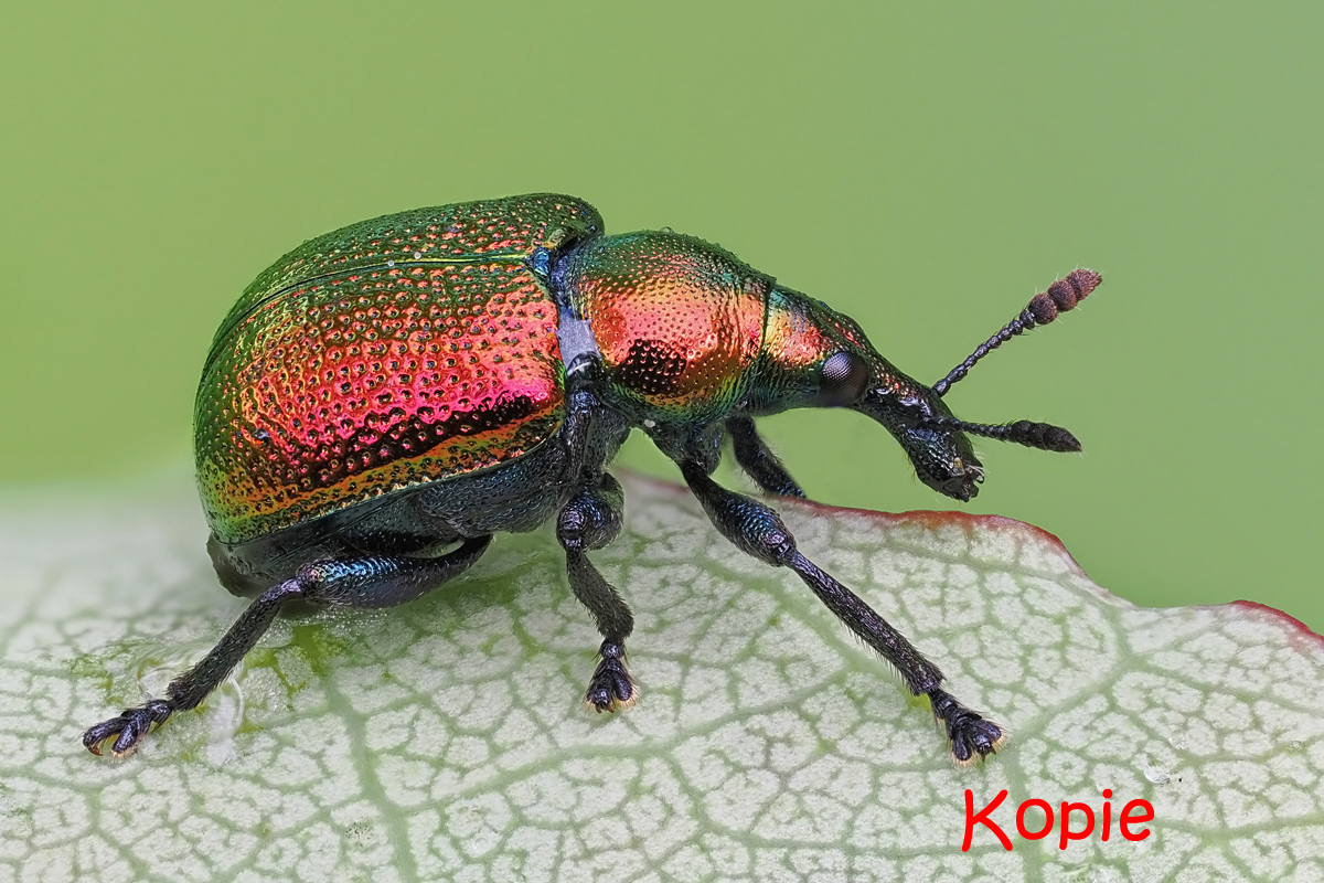 kaefer-stack-6048148-8253-Bearbeitet-Bearbeitet.jpg