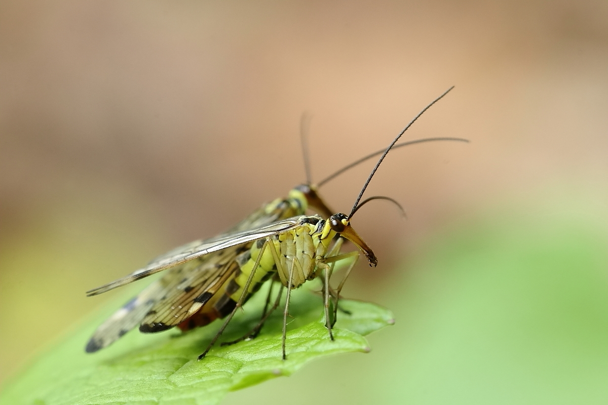 IMG_8053_7prs_panorpa_germanica.JPG