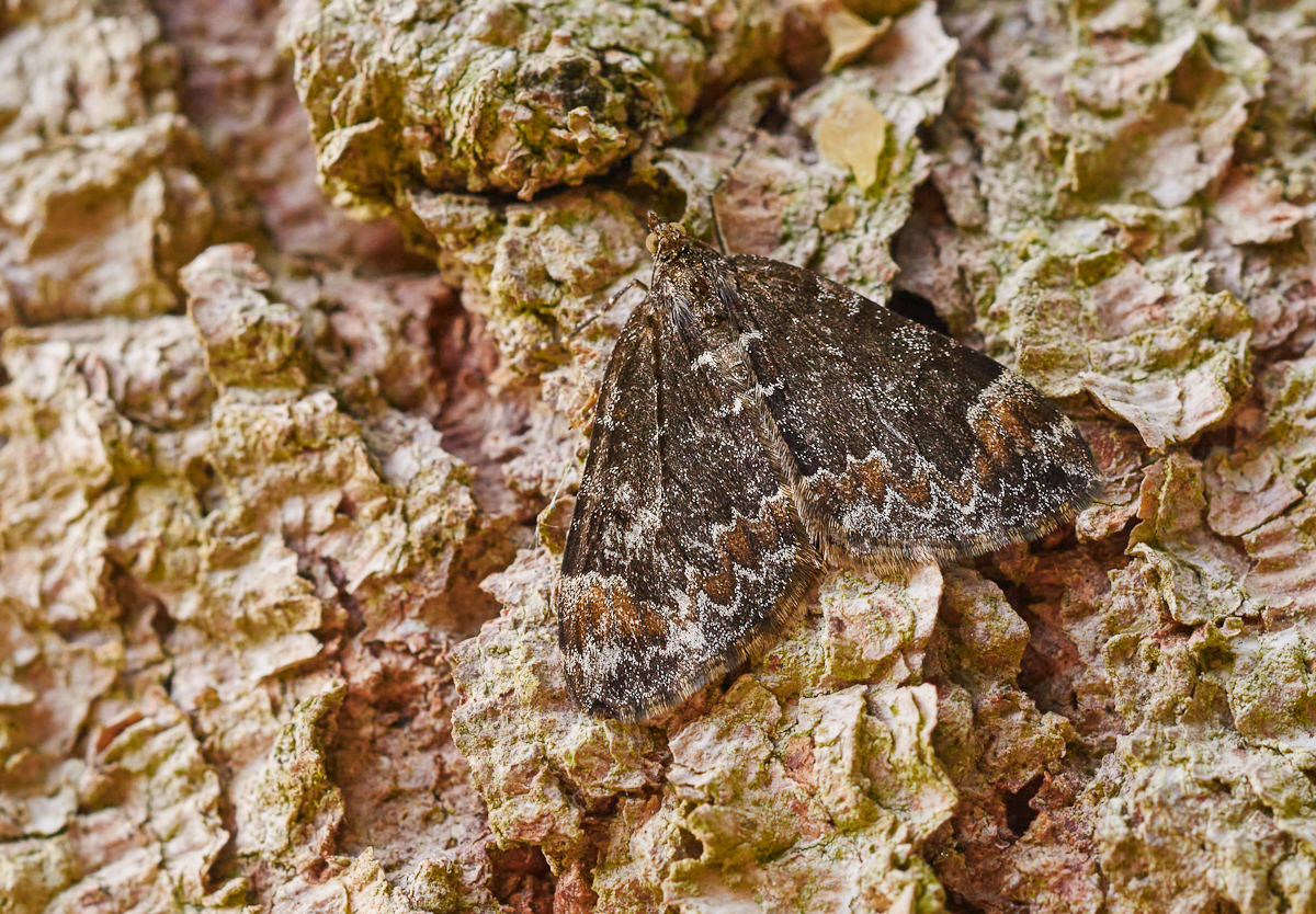 Chloroclysta citrata.jpg