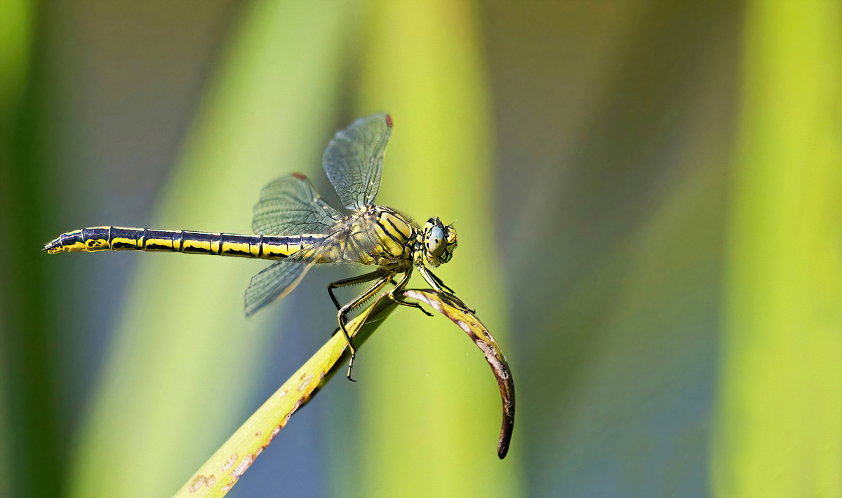 P5307772NP1.jpg