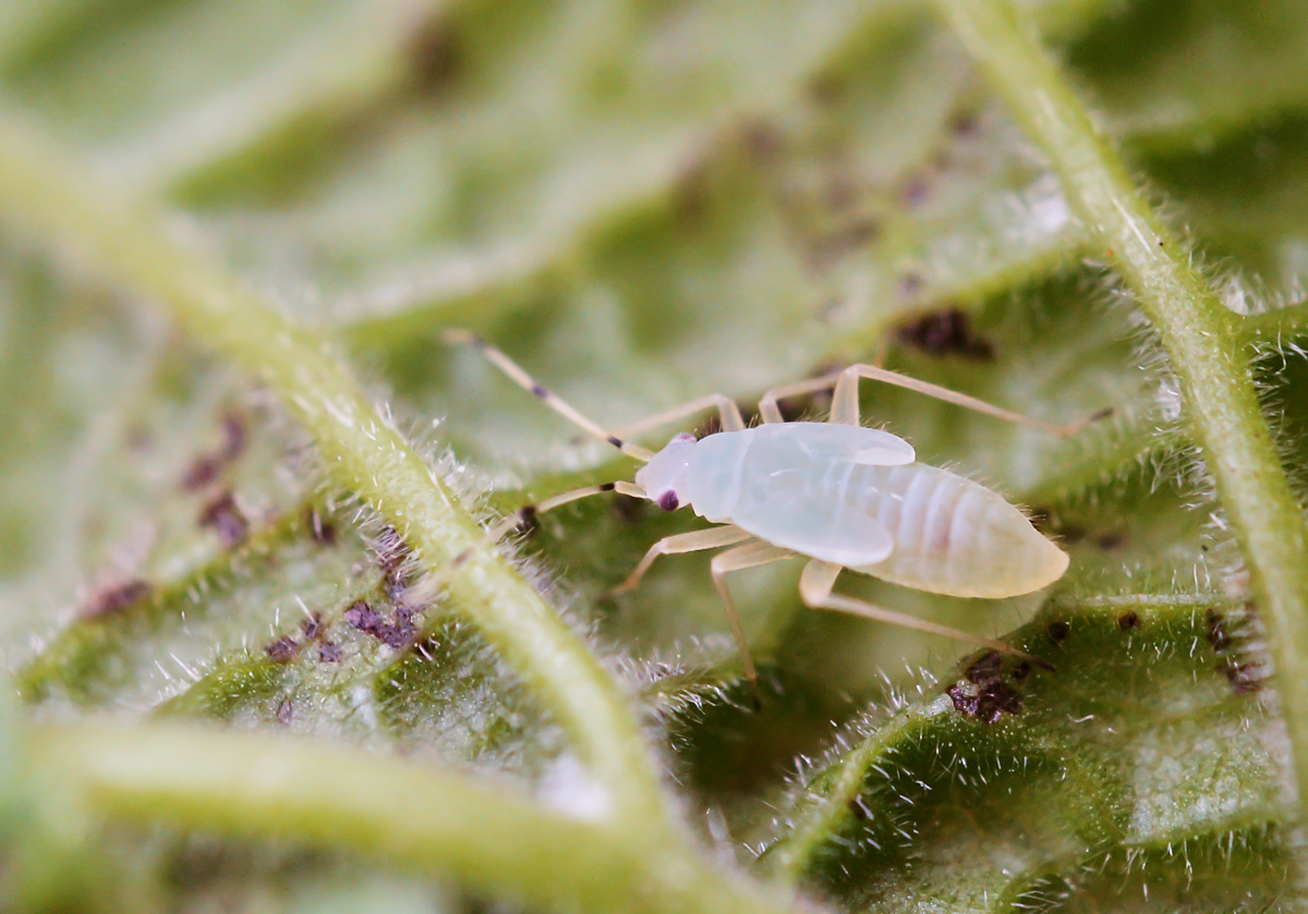 Haselnusswanze (Phylus coryli), Nymphe.jpg