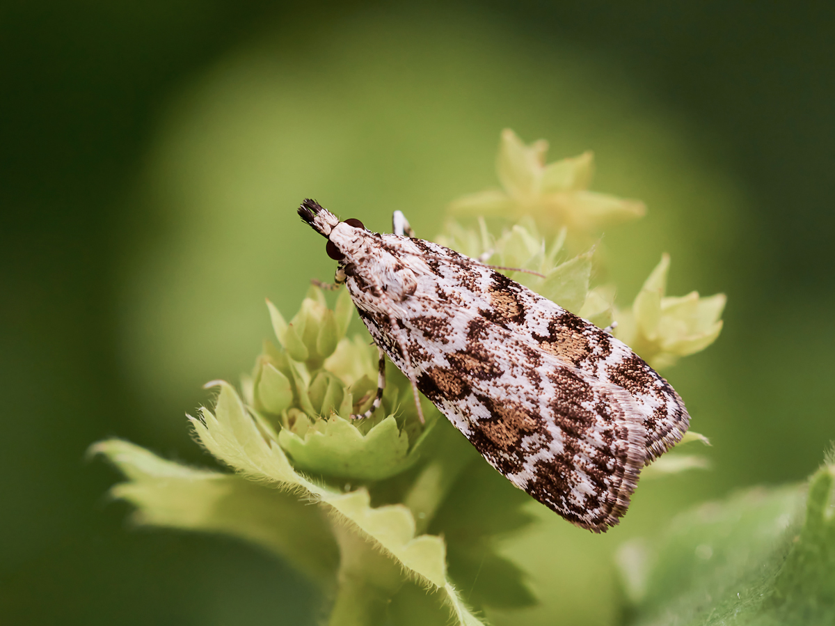 Scoparia pyralella.jpg