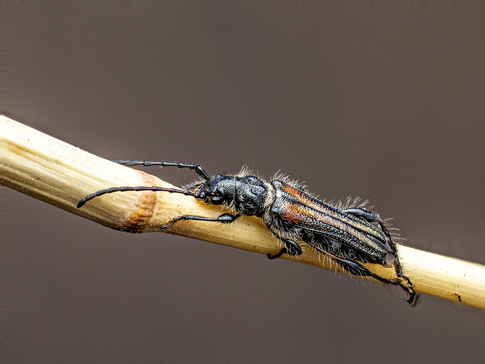 Stenopterus ater Kopie.jpg