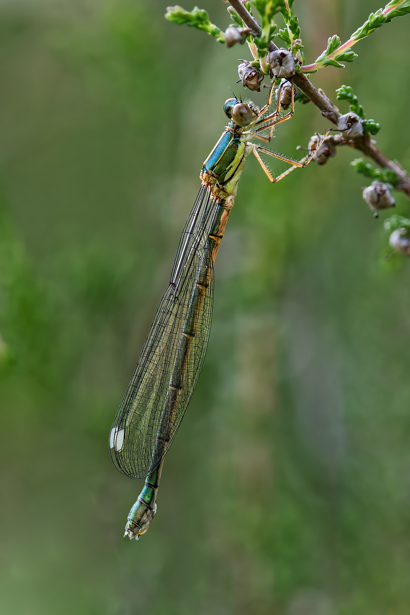 DN4A1292_DxO-klein.jpg