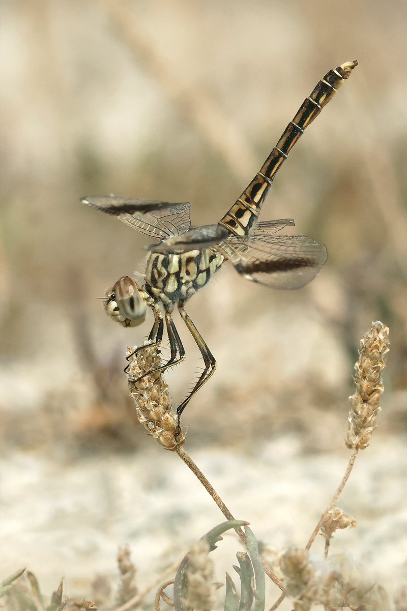 Brachythemis impartita_m_8W8A0546_1200.jpg