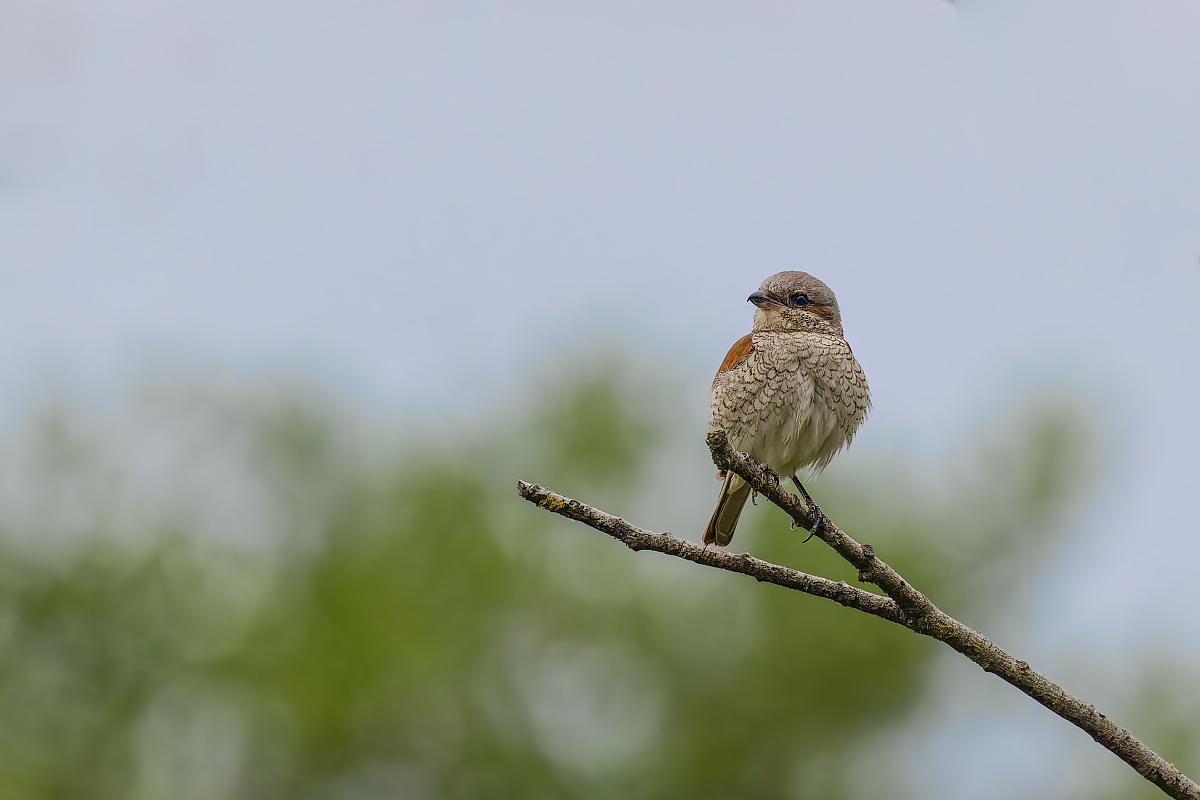 DN4A8989_DxO-klein.jpg