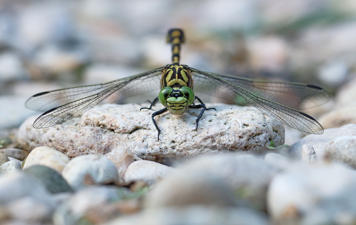Onychogomphus forcipatus_m_frontal_8W8A7237_1200.jpg