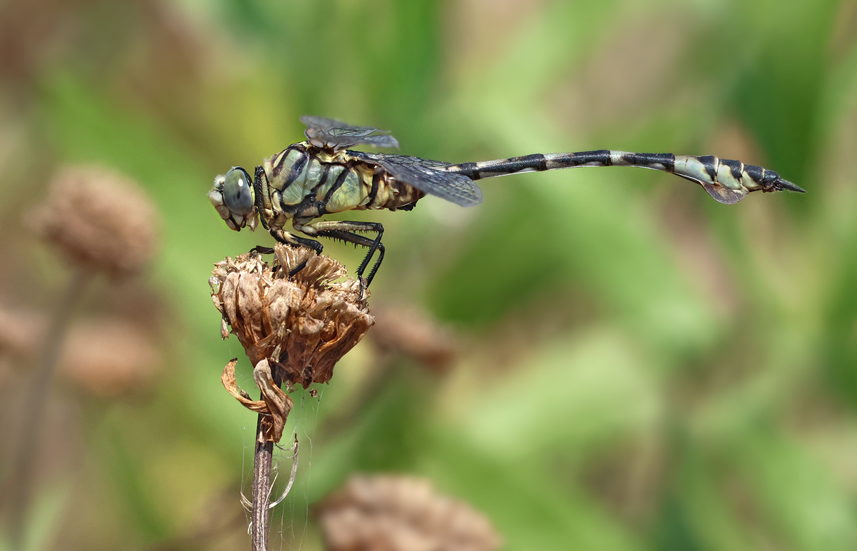 Lindenia_tetraphylla_m_8W8A1401_1200b.jpg