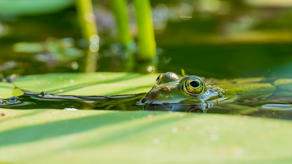 P6210164-FRosch-verkl.jpg