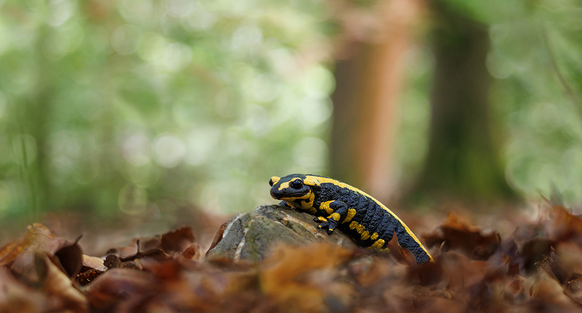 Im Wald.... Kopie - Kopie.jpg