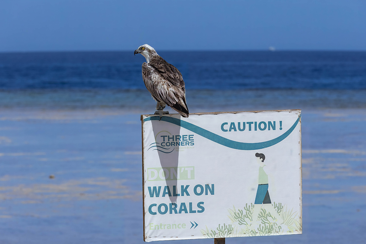 Fischadler_Marsa Alam_2a.jpg