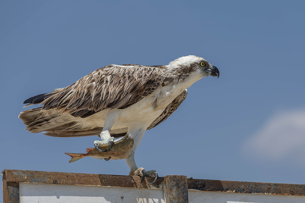 Fischadler_Marsa Alam_8a.jpg