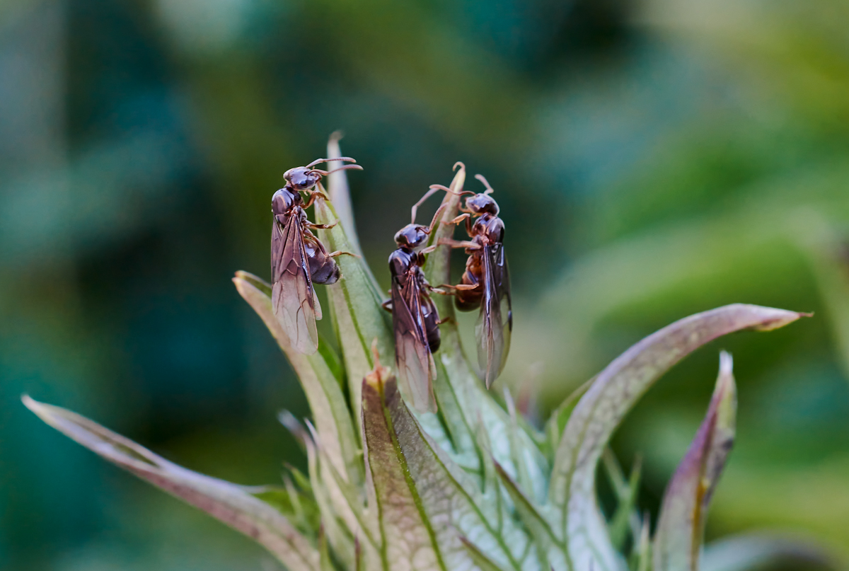 ameisen 3.jpg