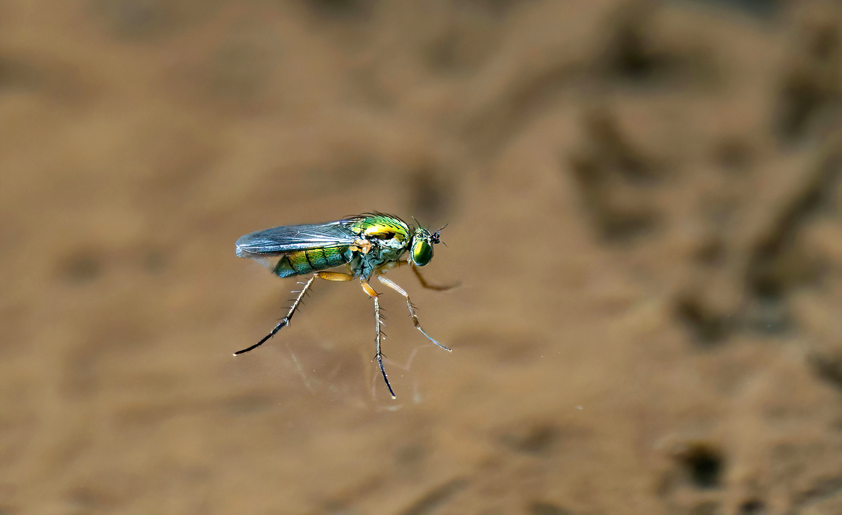 P7030058NP.jpg