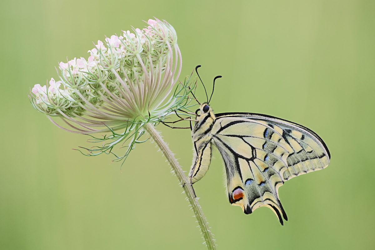 Papilio machaon 02a.jpg