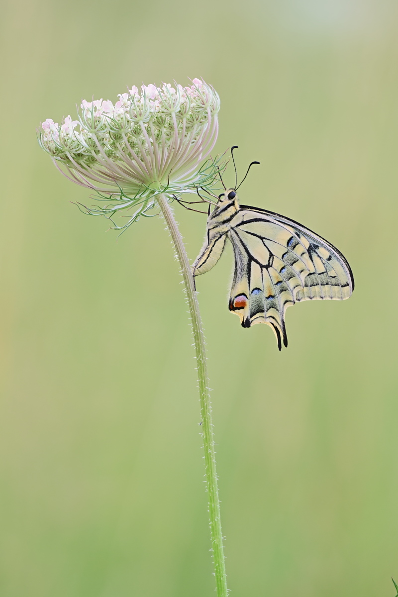 Papilio machaon 02c.jpg