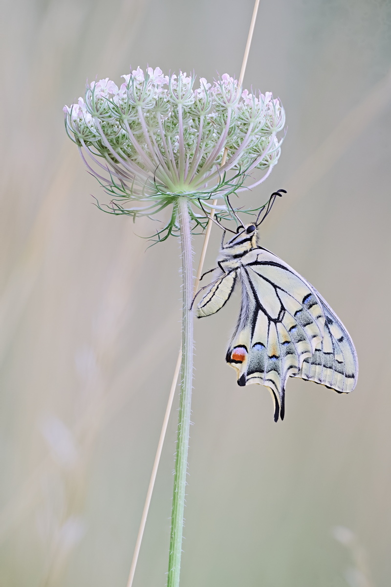 Papilio machaon 02b.jpg