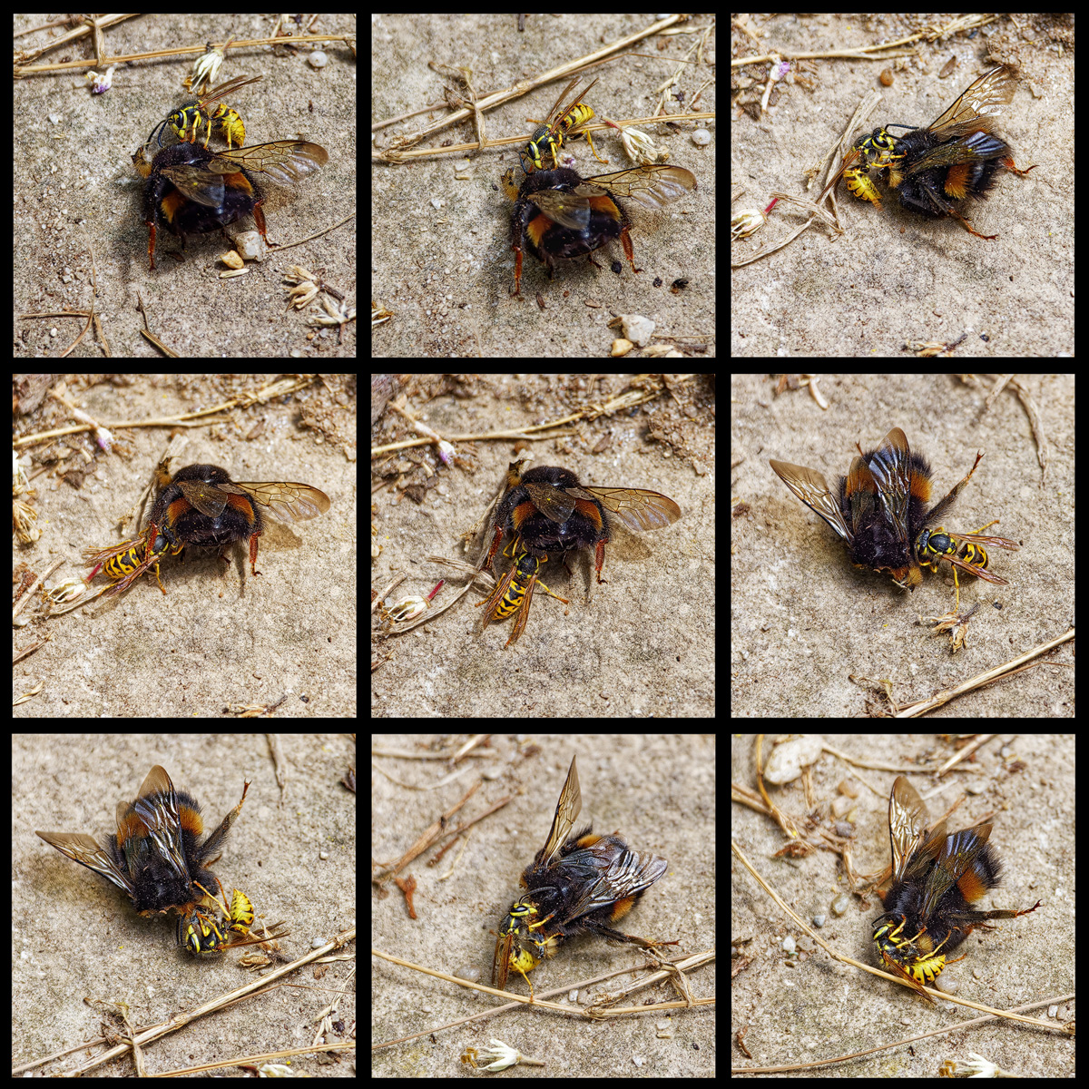 Collage_Hummel_Wespe.1.jpg