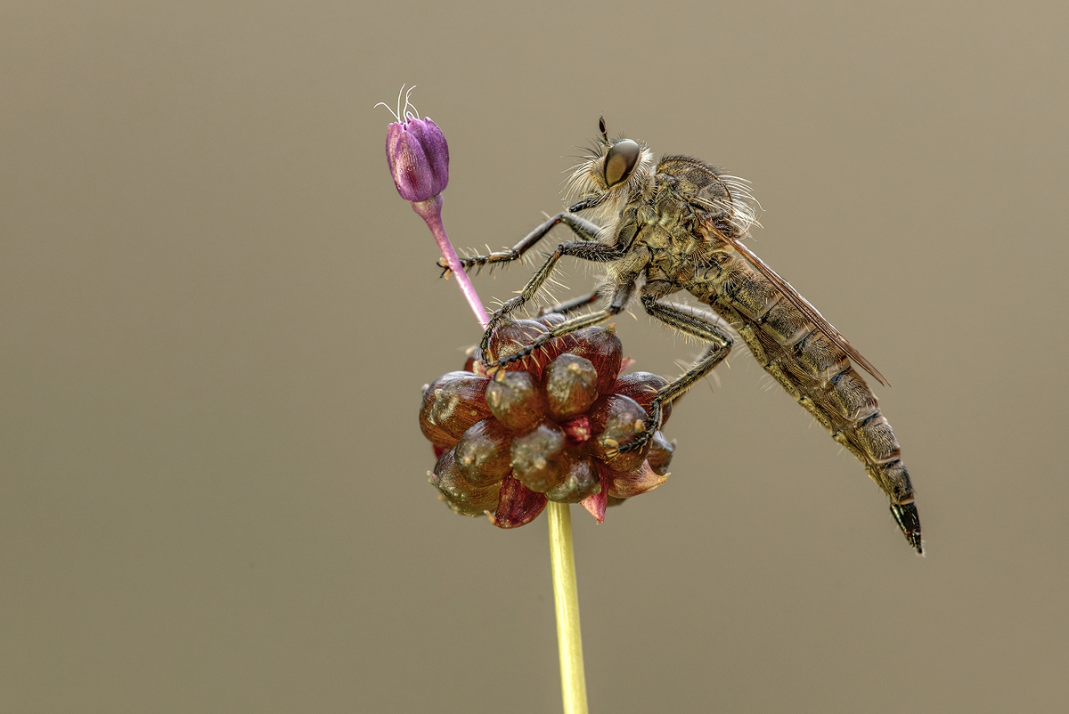Raubfliege 1a 2025.jpg