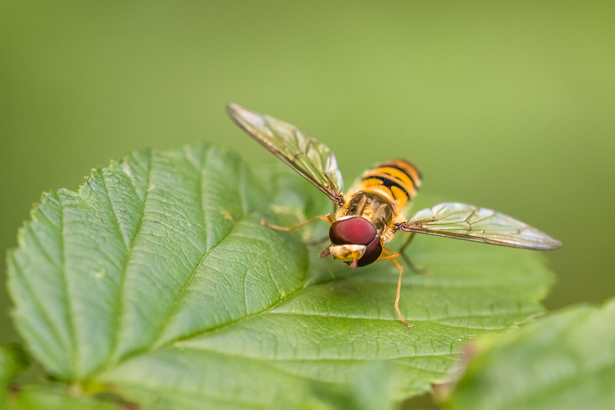 IMG_3347_Schwebfliege_ - Kopie.jpg
