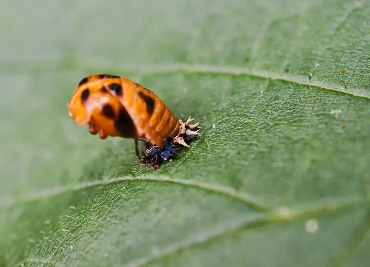 marienkäferpuppe 4.jpg