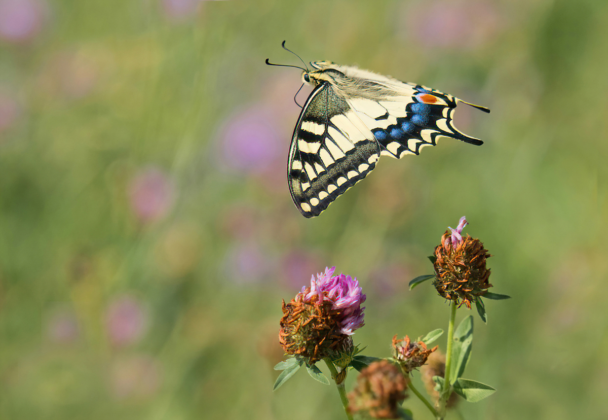 P7170971NP.jpg