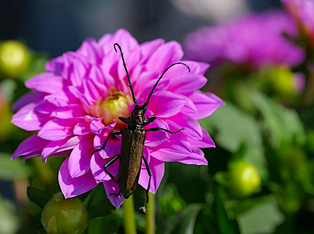 Moschusbockkäfer _ 01.JPG