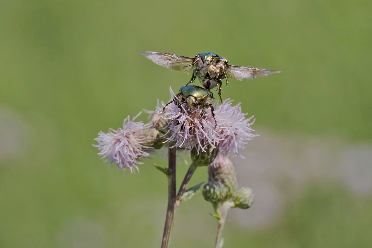 P7040356NP.jpg