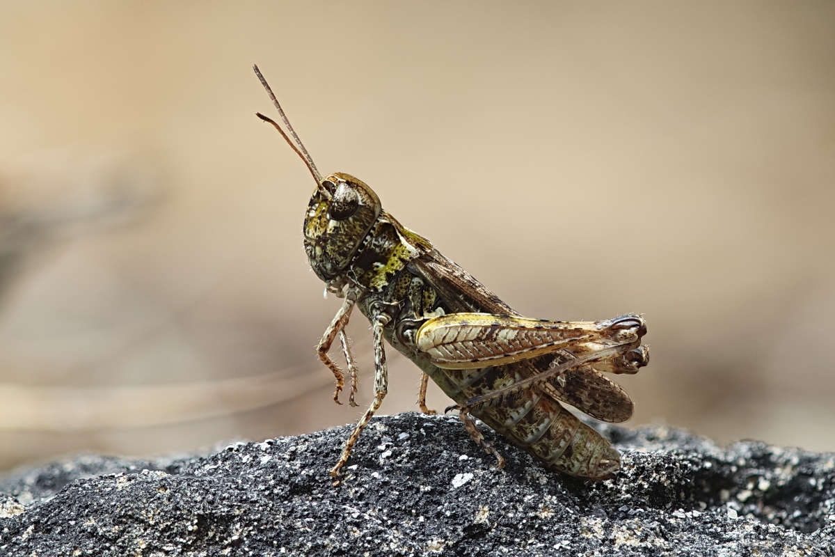 Chorthippus sp 01a.jpg