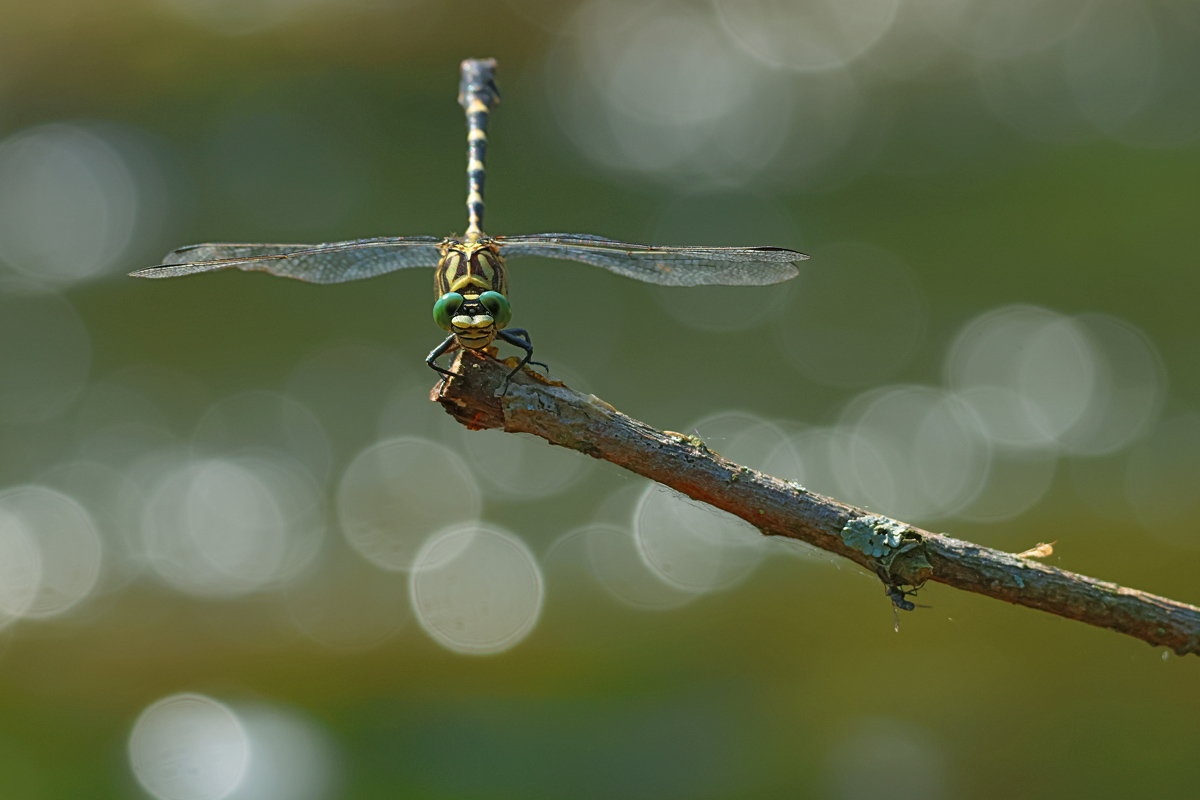 Onychogomphus forcipatus_8W8A6332_1200.jpg