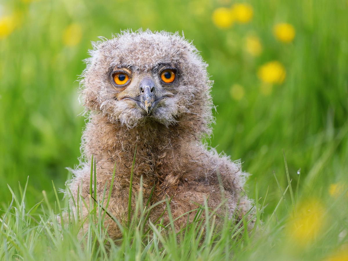 Uhu-Küken-Kopie.jpg