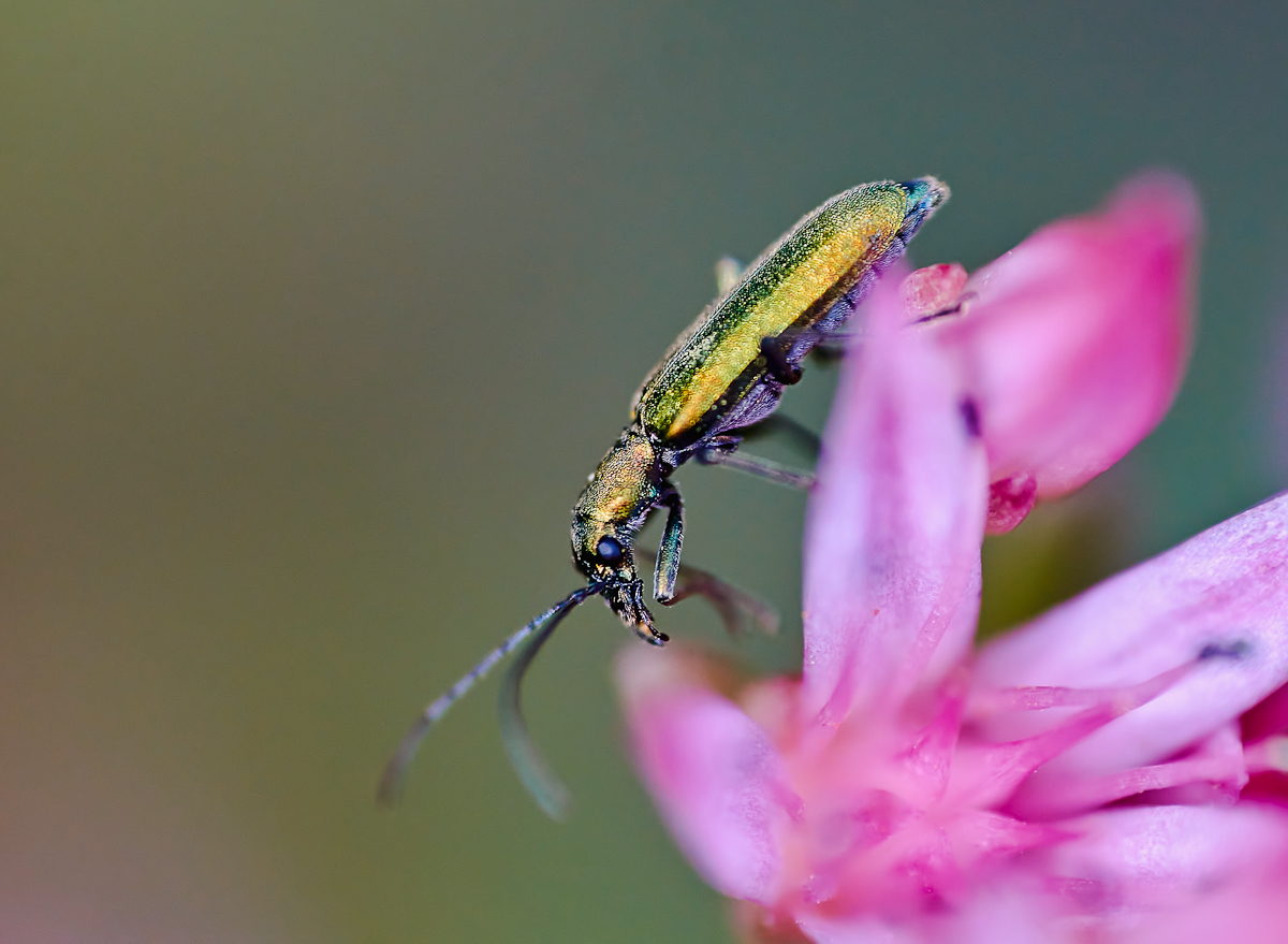 Scheinbockkäfer 2.jpg