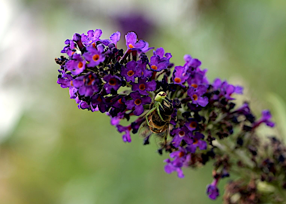 P1212422 _ B _ G1F.JPG