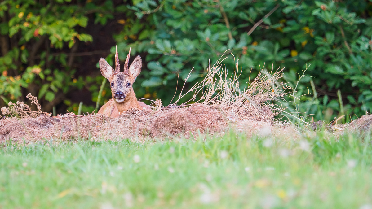 P8200124-Reh-eigener-Garten-verkl.jpg