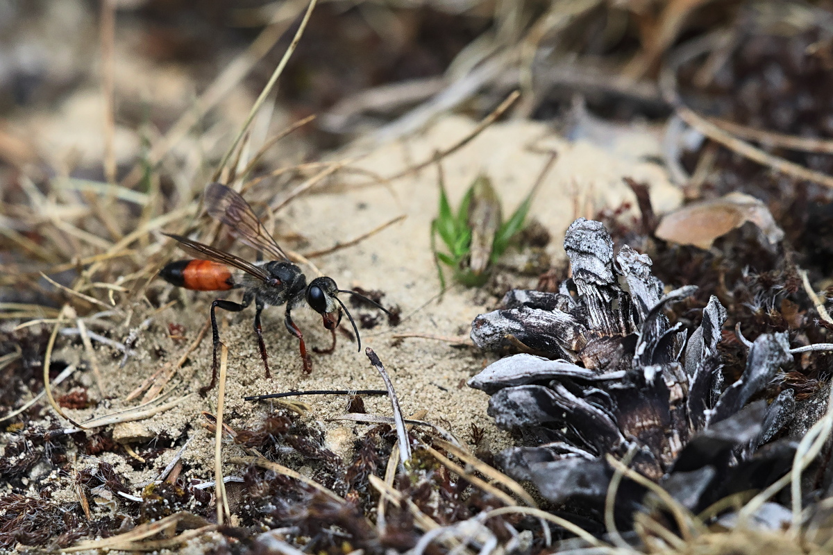 Sphex funerarius 01.jpg