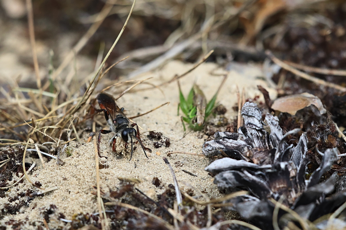 Sphex funerarius 02.jpg