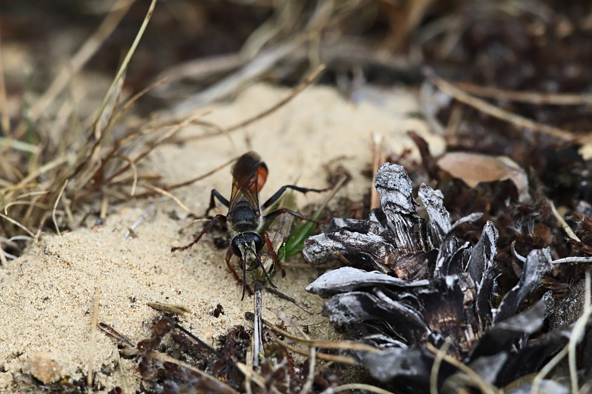 Sphex funerarius 05.jpg