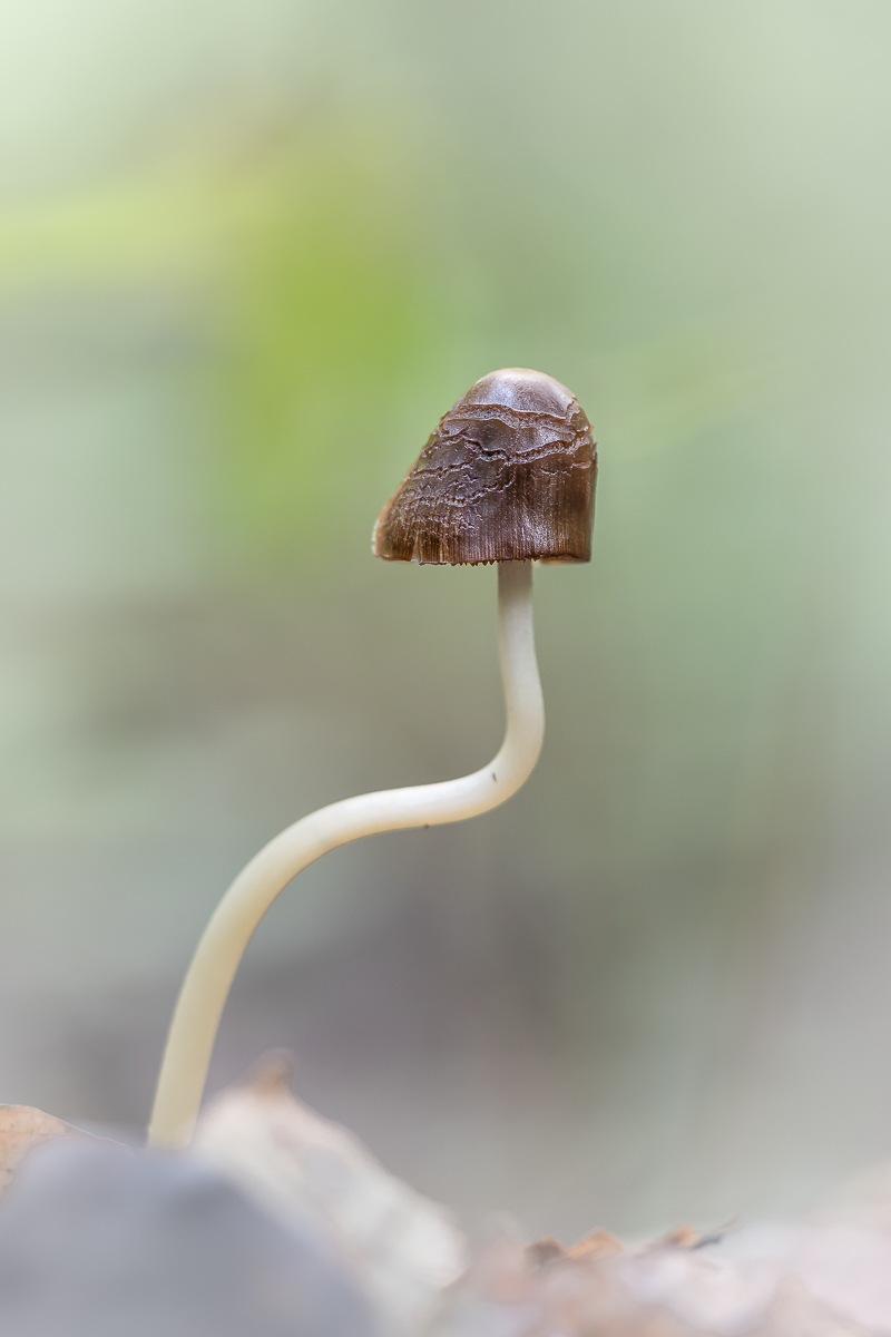 IMG_8574_Helmling- Kopie.jpg