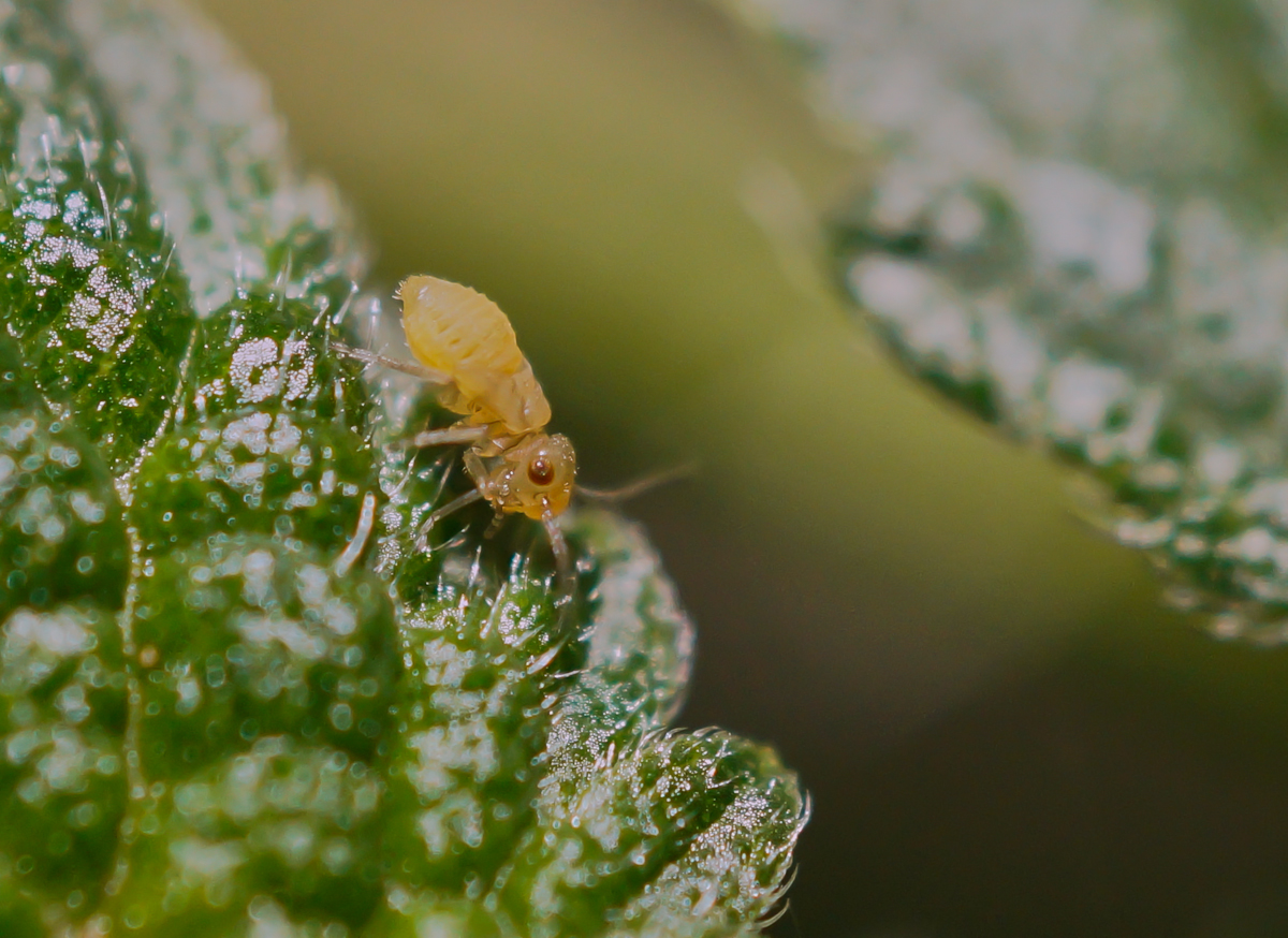 Psocoptera-Larve 2.jpg