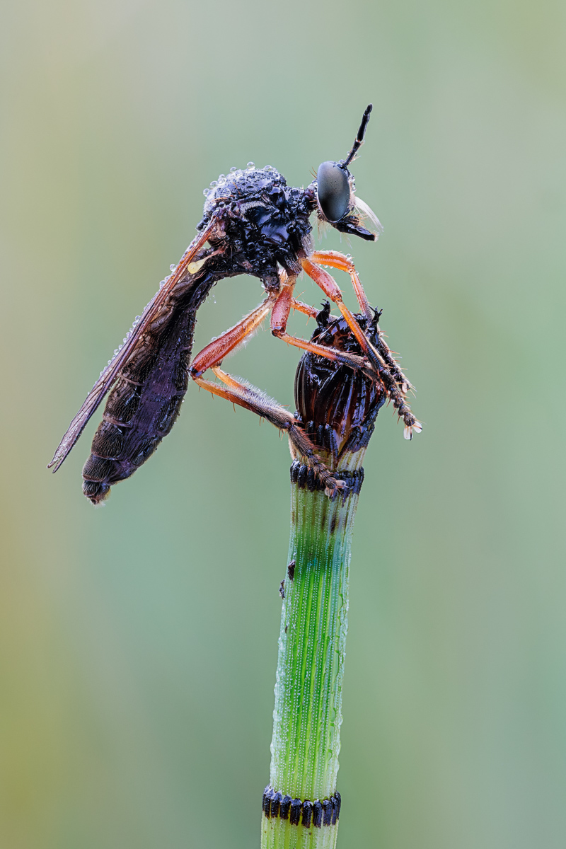 20250810-20250810-IMG_9657 ZS55 1-2 f8 200 100-b.jpg