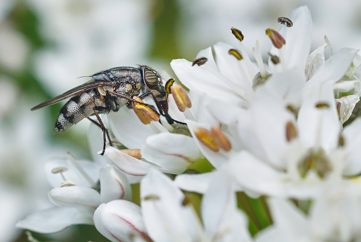 Stomorhina lunata, Weibchen.jpg