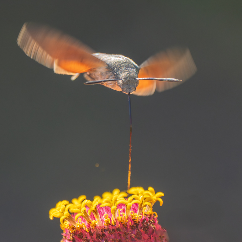 DSC00243.i.kl Kopie.jpg