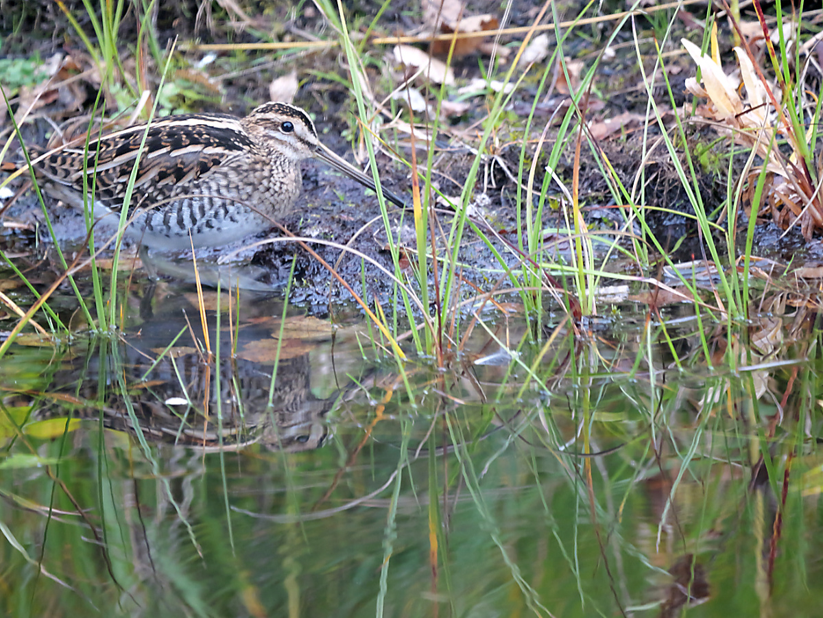 P1017161a.jpg