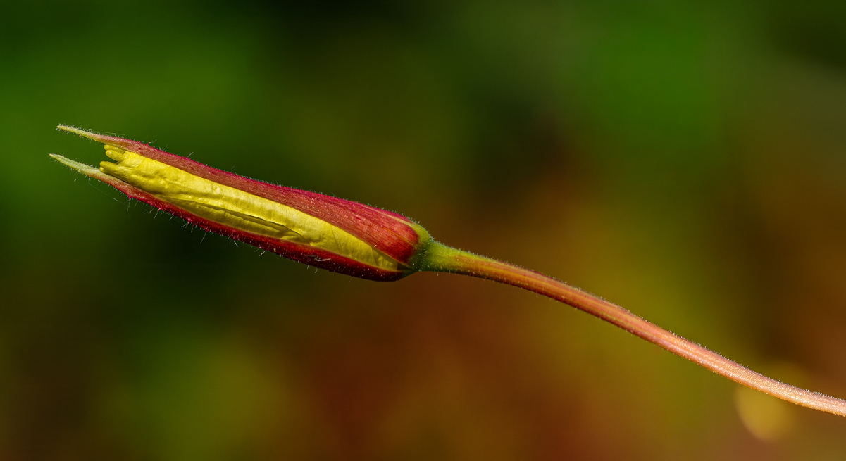 Gemeine Nachtkerze (Oenothera biennis) 2a 2025.jpg