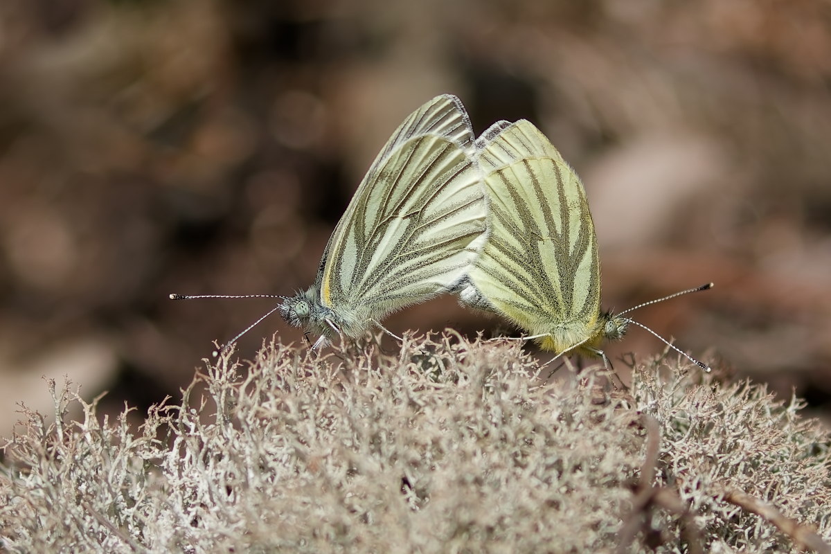MF_Rapsweißlinge (Pieris napi) Kopula_250414_IMG_6367.jpg