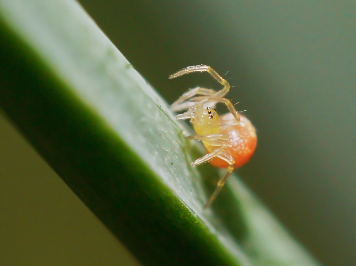 Zwerg-Kugelspinne 1.jpg